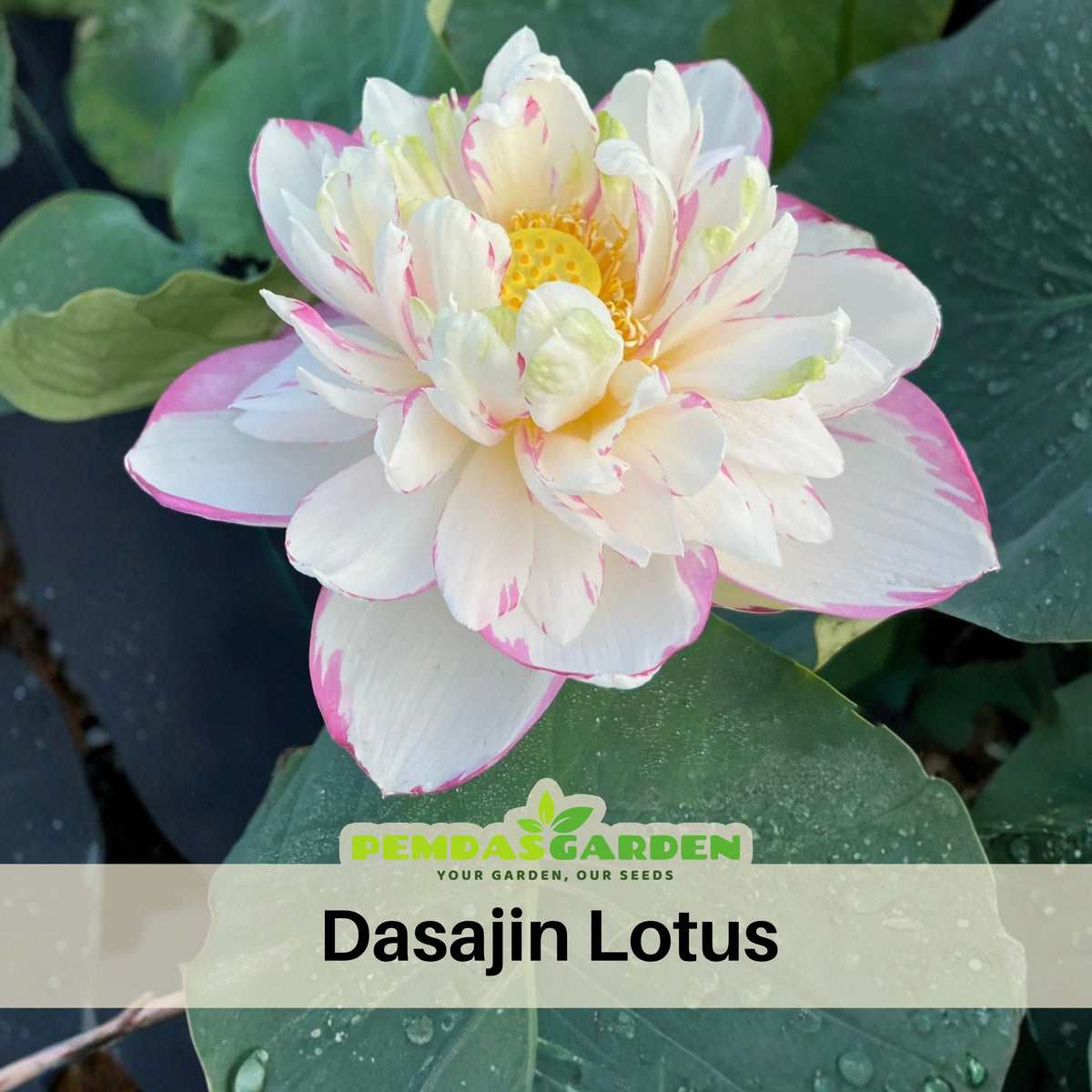 5+ Rare Seeds - Dasajin Lotus Seeds, Edible Seeds & Roots