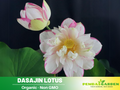 5+ Rare Seeds| Dasajin Lotus Seeds - Indian Lotus (Nelumbo nucifera) Seeds – Indian Lotus (Nelumbo nucifera), Sacred Aquatic Perennial with Fragrant Flowers, Edible Seeds & Roots, Ornamental Pond & Container Plant#Q009