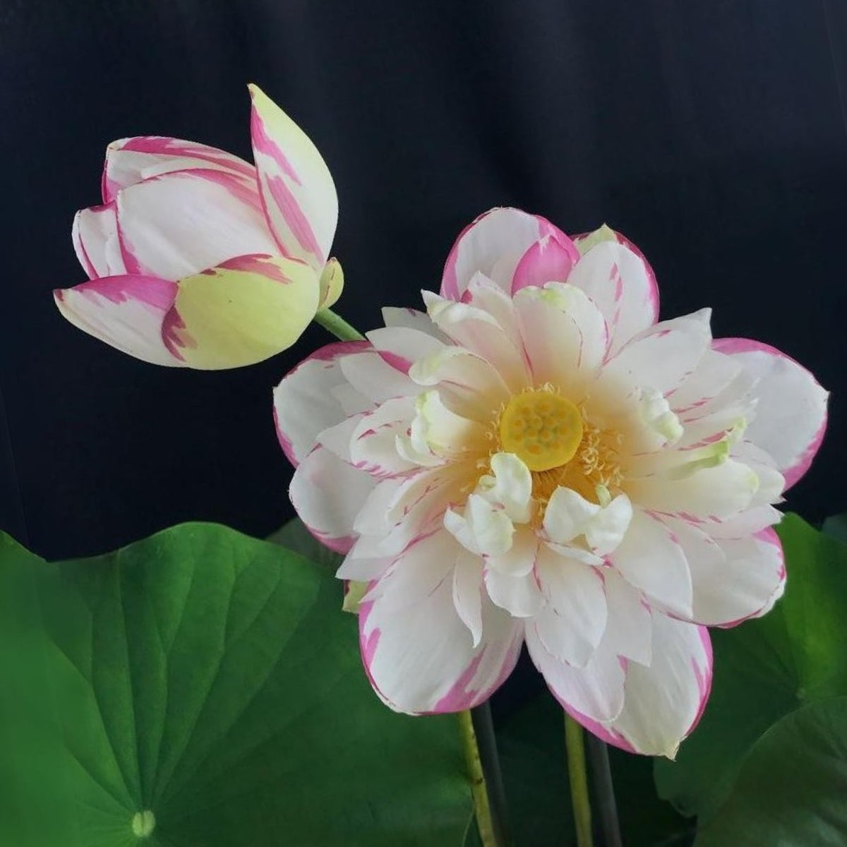 5+ Rare Seeds - Dasajin Lotus Seeds, Edible Seeds & Roots