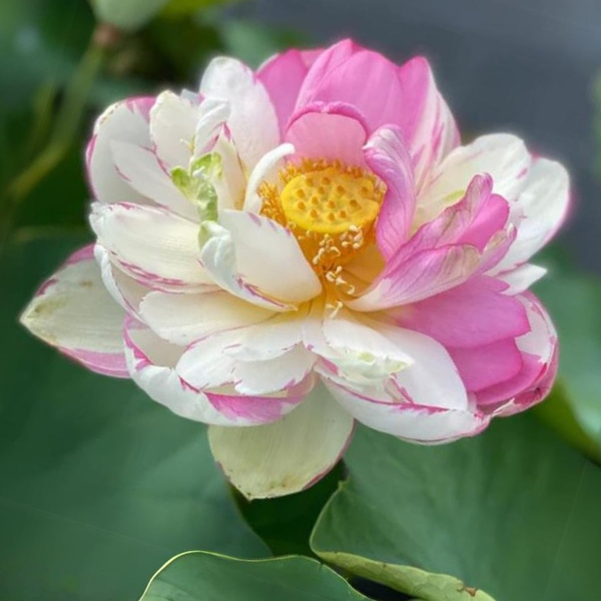 5+ Rare Seeds - Dasajin Lotus Seeds, Edible Seeds & Roots