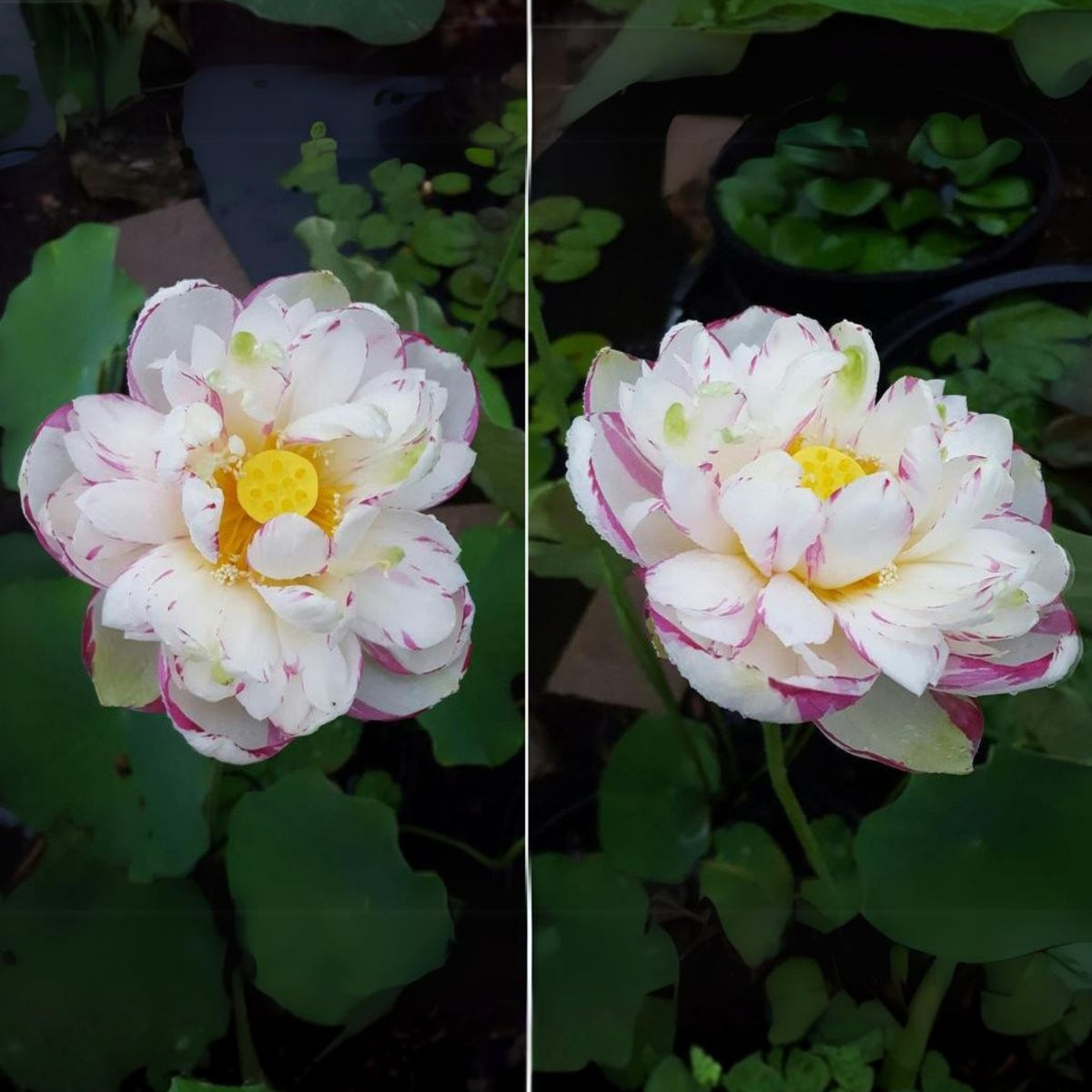 5+ Rare Seeds - Dasajin Lotus Seeds, Edible Seeds & Roots