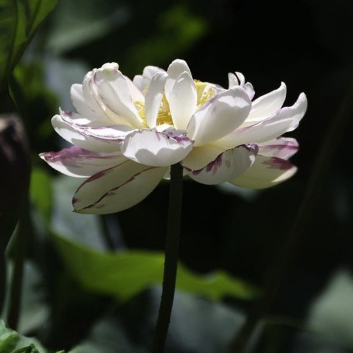 5+ Rare Seeds - Dasajin Lotus Seeds, Edible Seeds & Roots