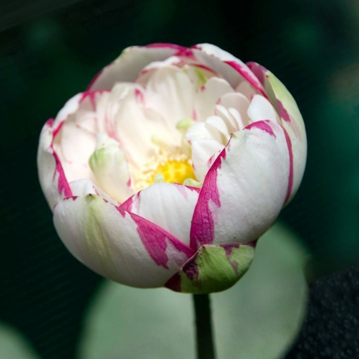 5+ Rare Seeds - Dasajin Lotus Seeds, Edible Seeds & Roots