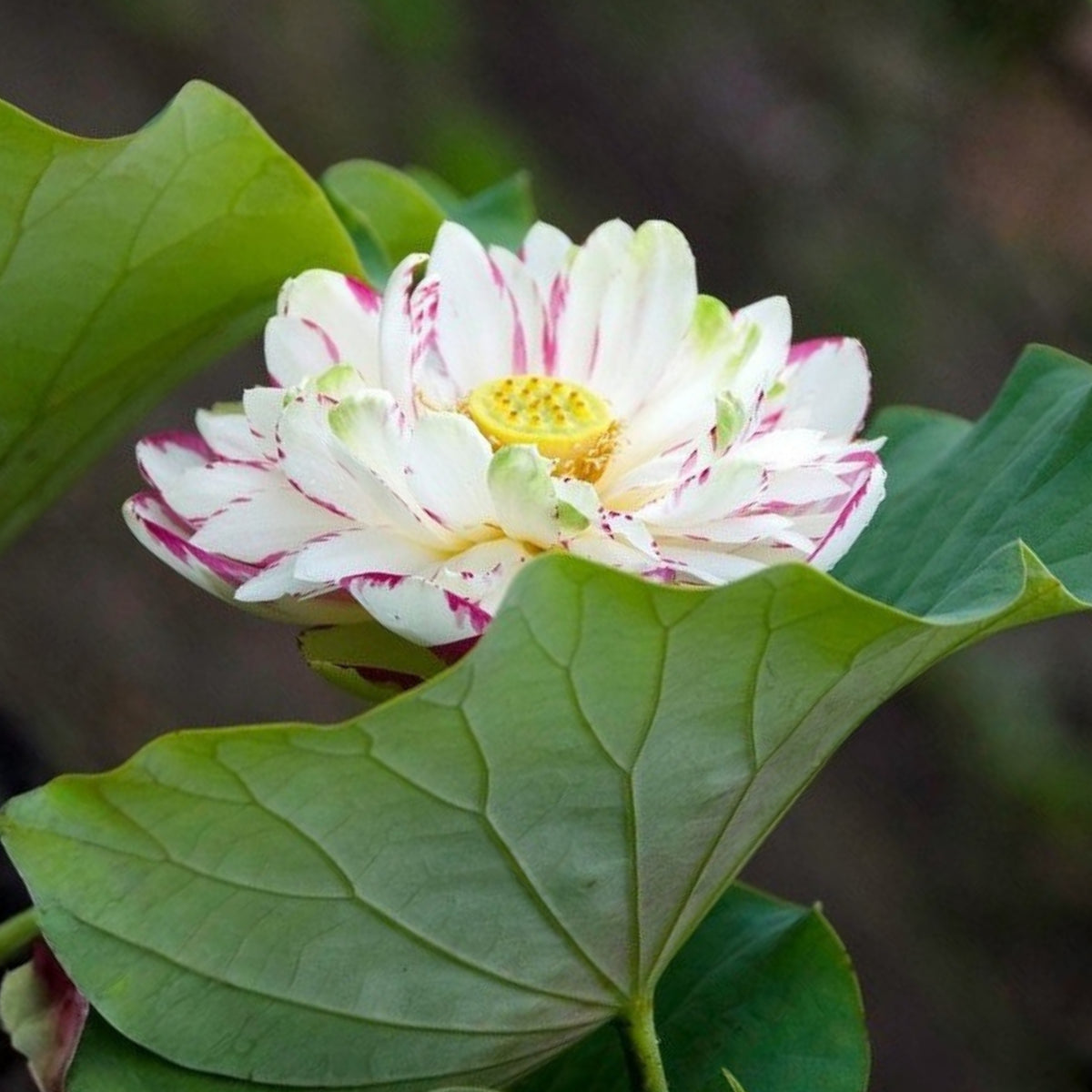 5+ Rare Seeds - Dasajin Lotus Seeds, Edible Seeds & Roots