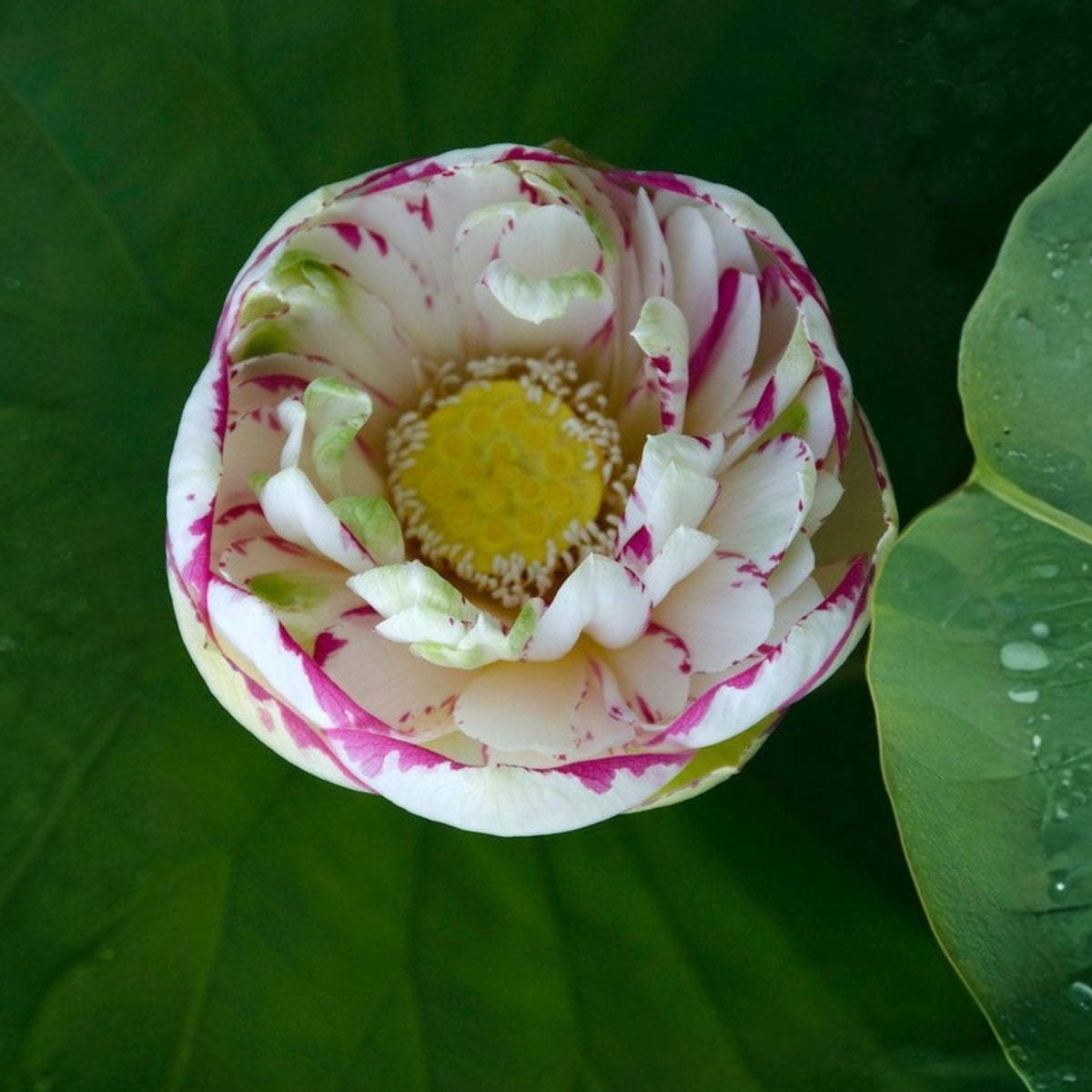 5+ Rare Seeds - Dasajin Lotus Seeds, Edible Seeds & Roots