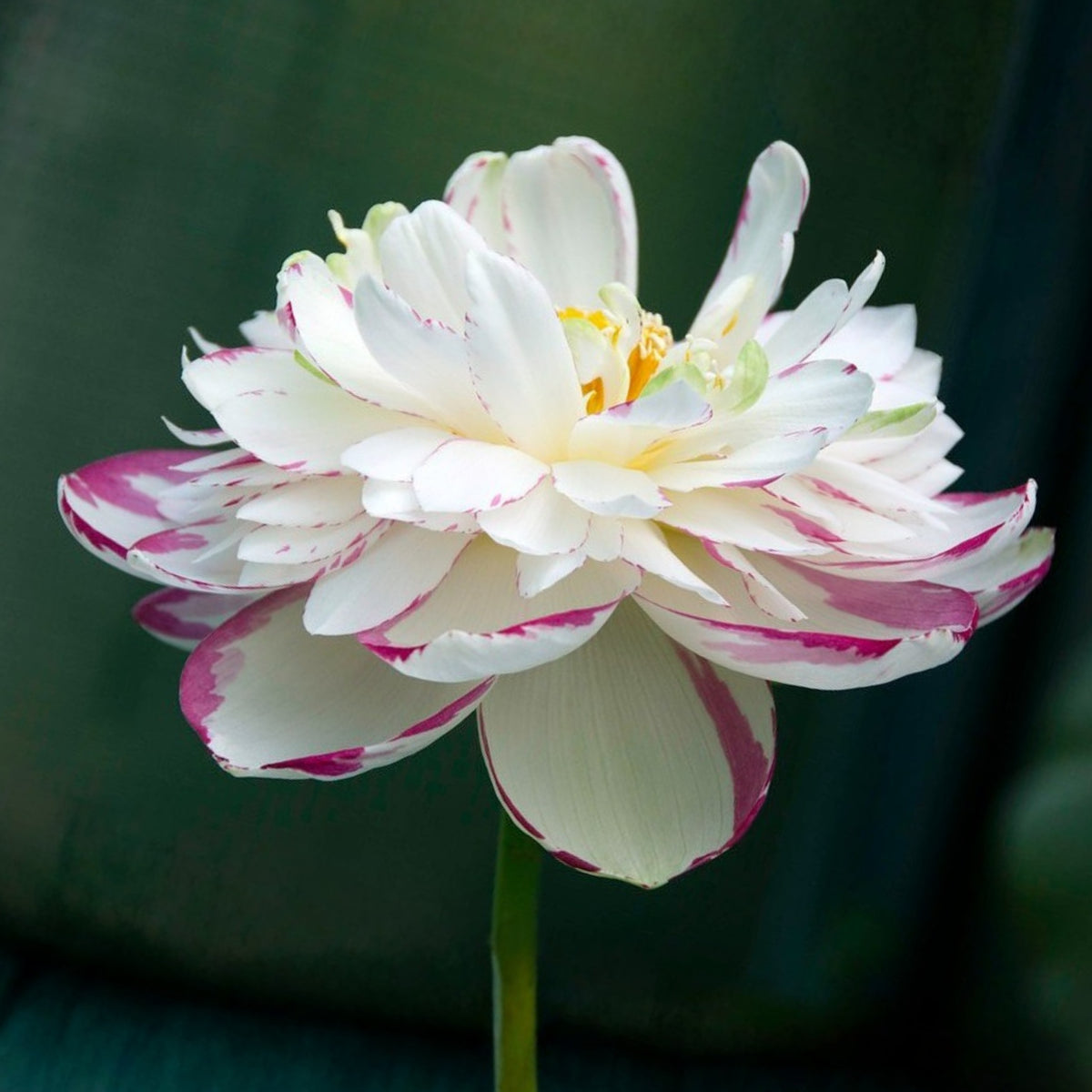 5+ Rare Seeds - Dasajin Lotus Seeds, Edible Seeds & Roots