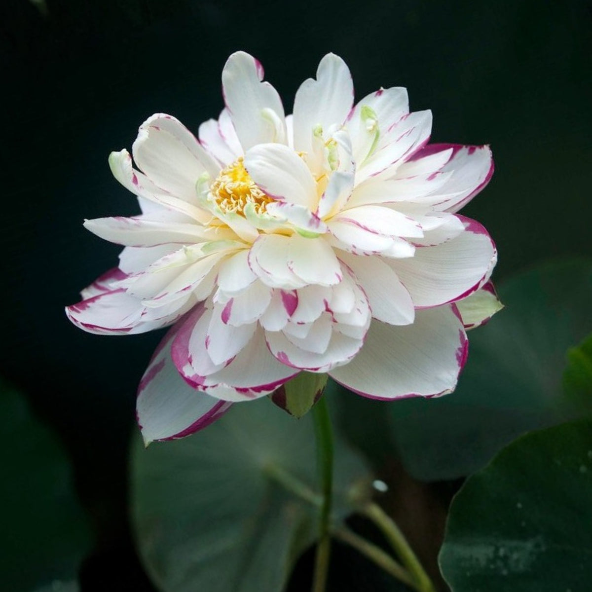 5+ Rare Seeds - Dasajin Lotus Seeds, Edible Seeds & Roots