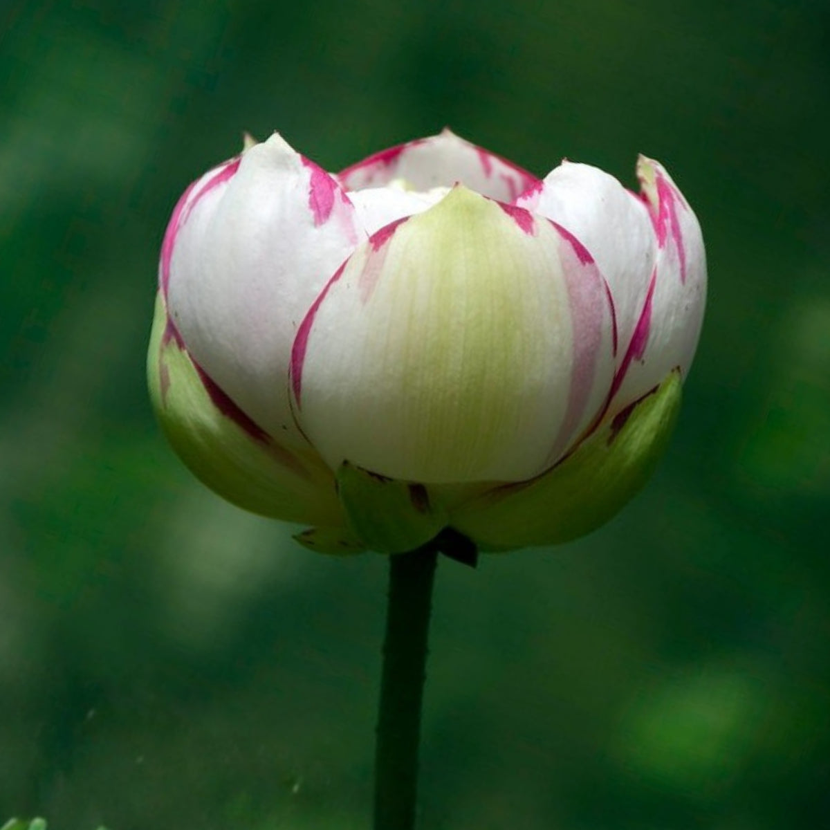 5+ Rare Seeds - Dasajin Lotus Seeds, Edible Seeds & Roots