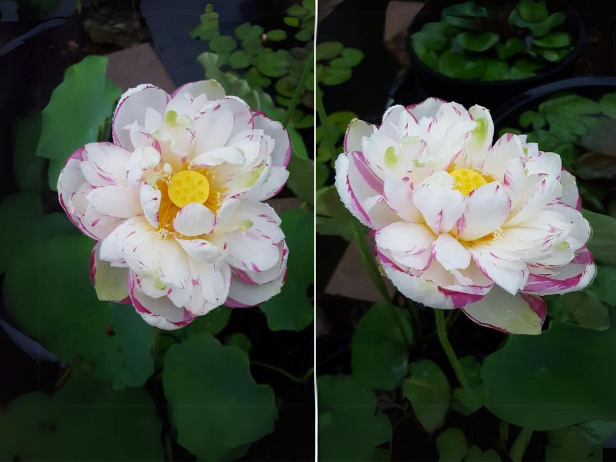 5+ Rare Seeds| Dasajin Lotus Seeds - Indian Lotus (Nelumbo nucifera) Seeds #Q009