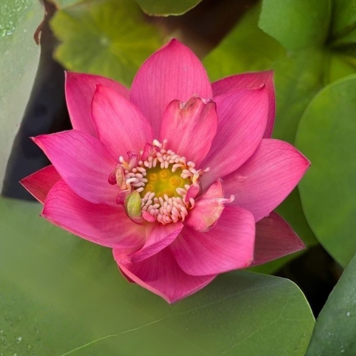 5+ Rare Seeds - Cute Kid Mini Lotus Seeds, Red Lotus