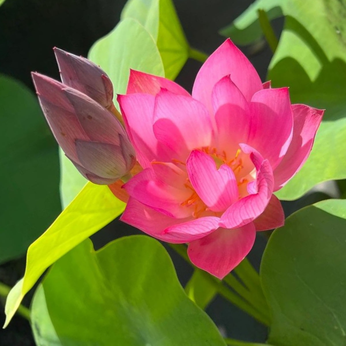 5+ Rare Seeds - Cute Kid Mini Lotus Seeds, Red Lotus