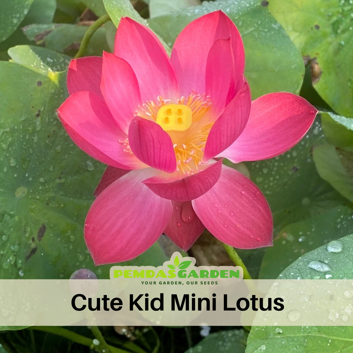 5+ Rare Seeds - Cute Kid Mini Lotus Seeds, Red Lotus