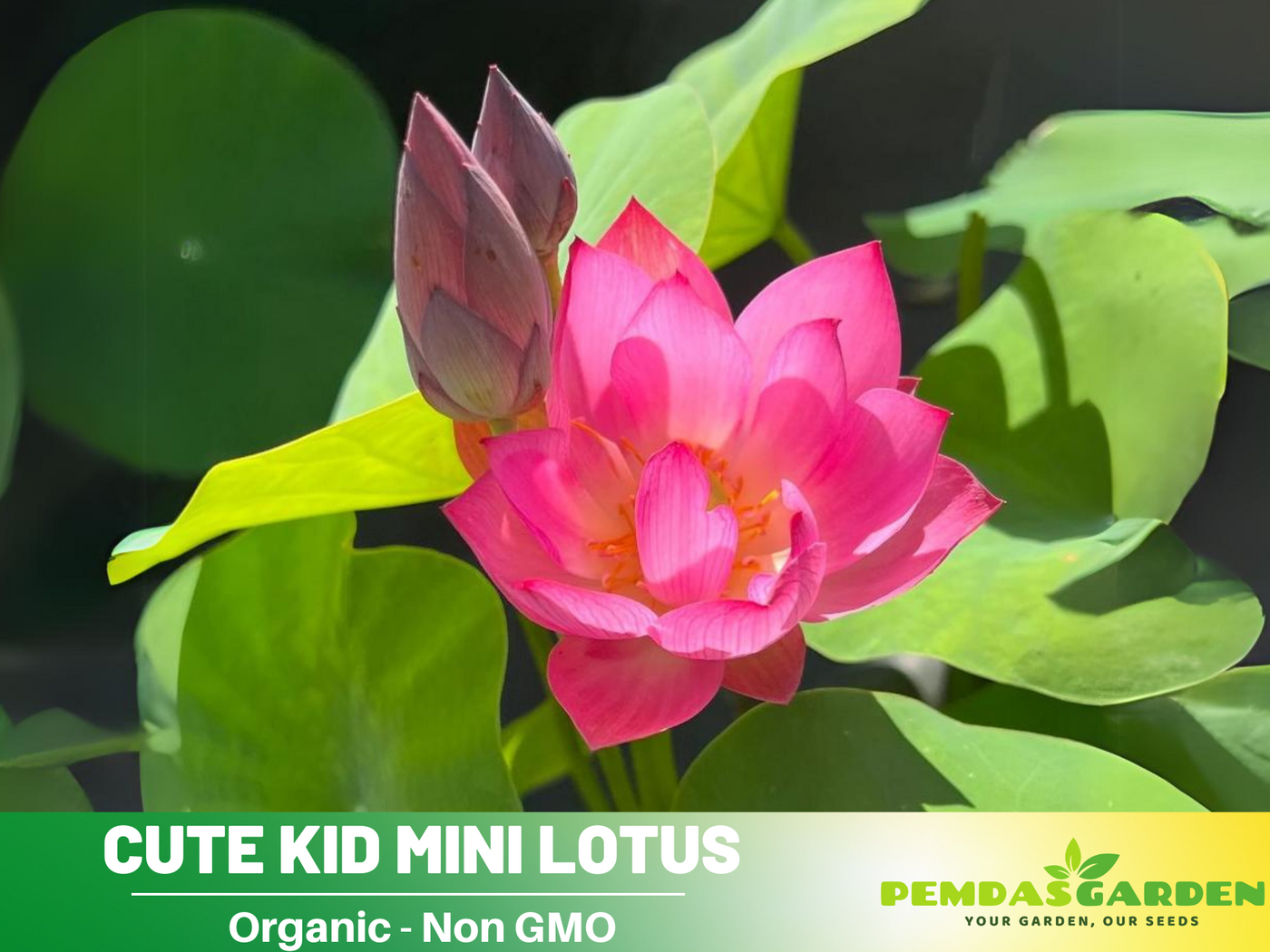 mini lotus flower seeds 5+ Rare Seeds| Cute Kid Mini Lotus Seeds - Red lotus