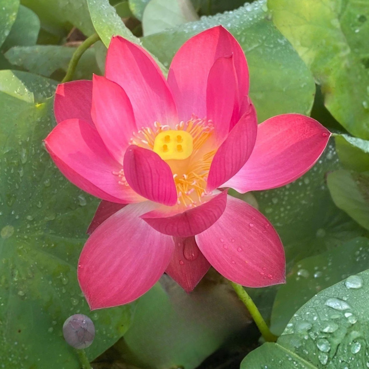 5+ Rare Seeds - Cute Kid Mini Lotus Seeds, Red Lotus
