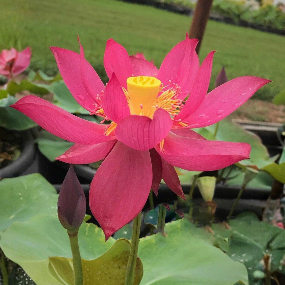 5+ Rare Seeds - Cute Kid Mini Lotus Seeds, Red Lotus