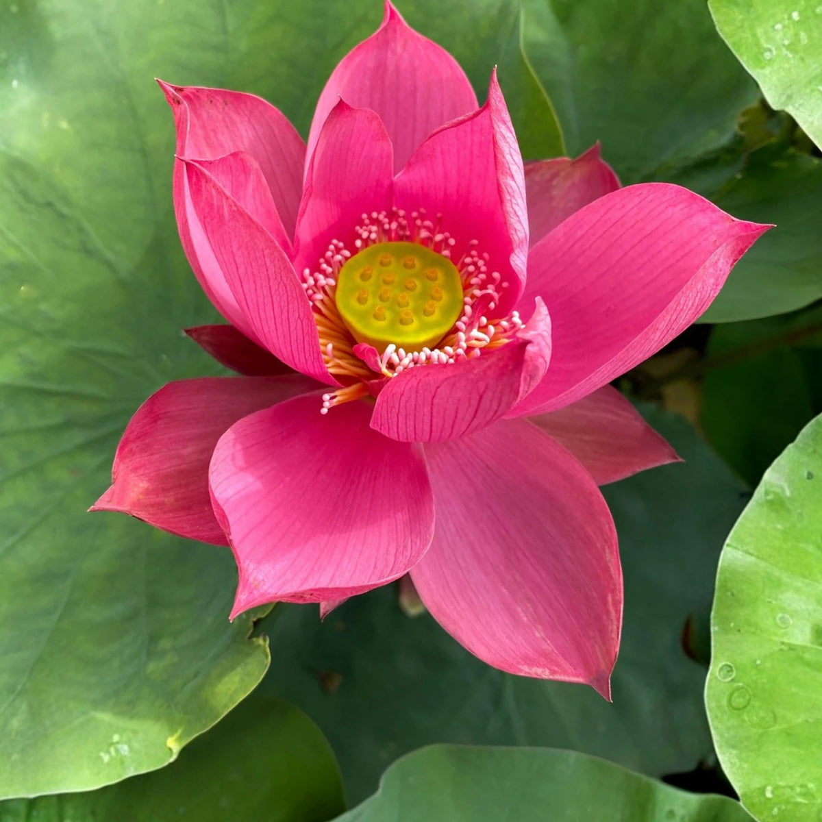 5+ Rare Seeds - Cute Kid Mini Lotus Seeds, Red Lotus