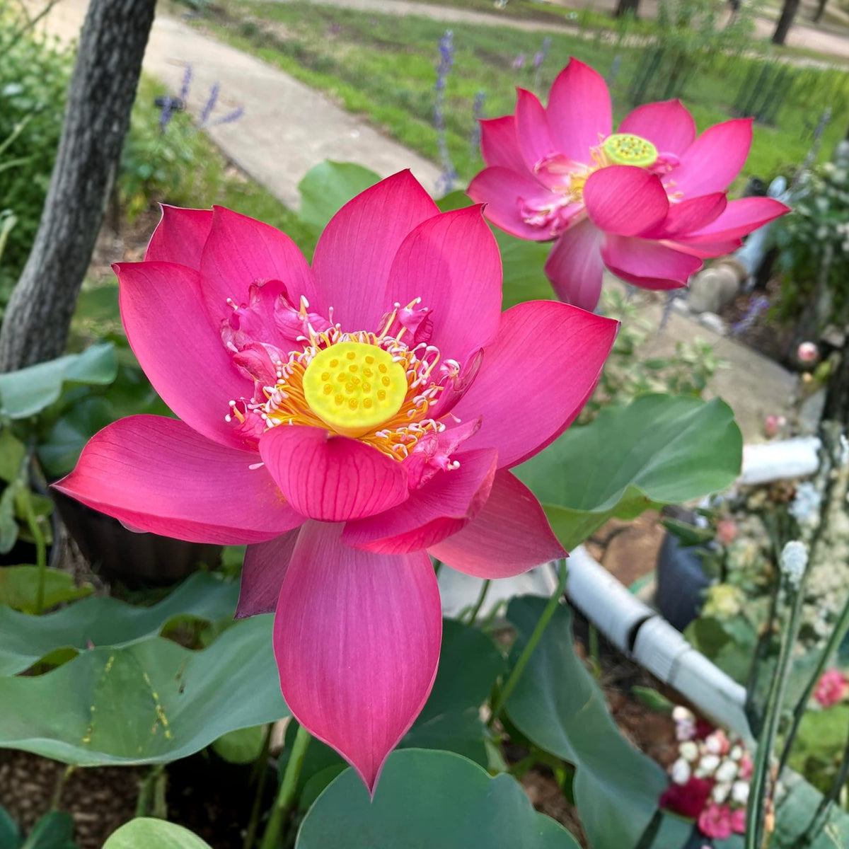 5+ Rare Seeds - Cute Kid Mini Lotus Seeds, Red Lotus