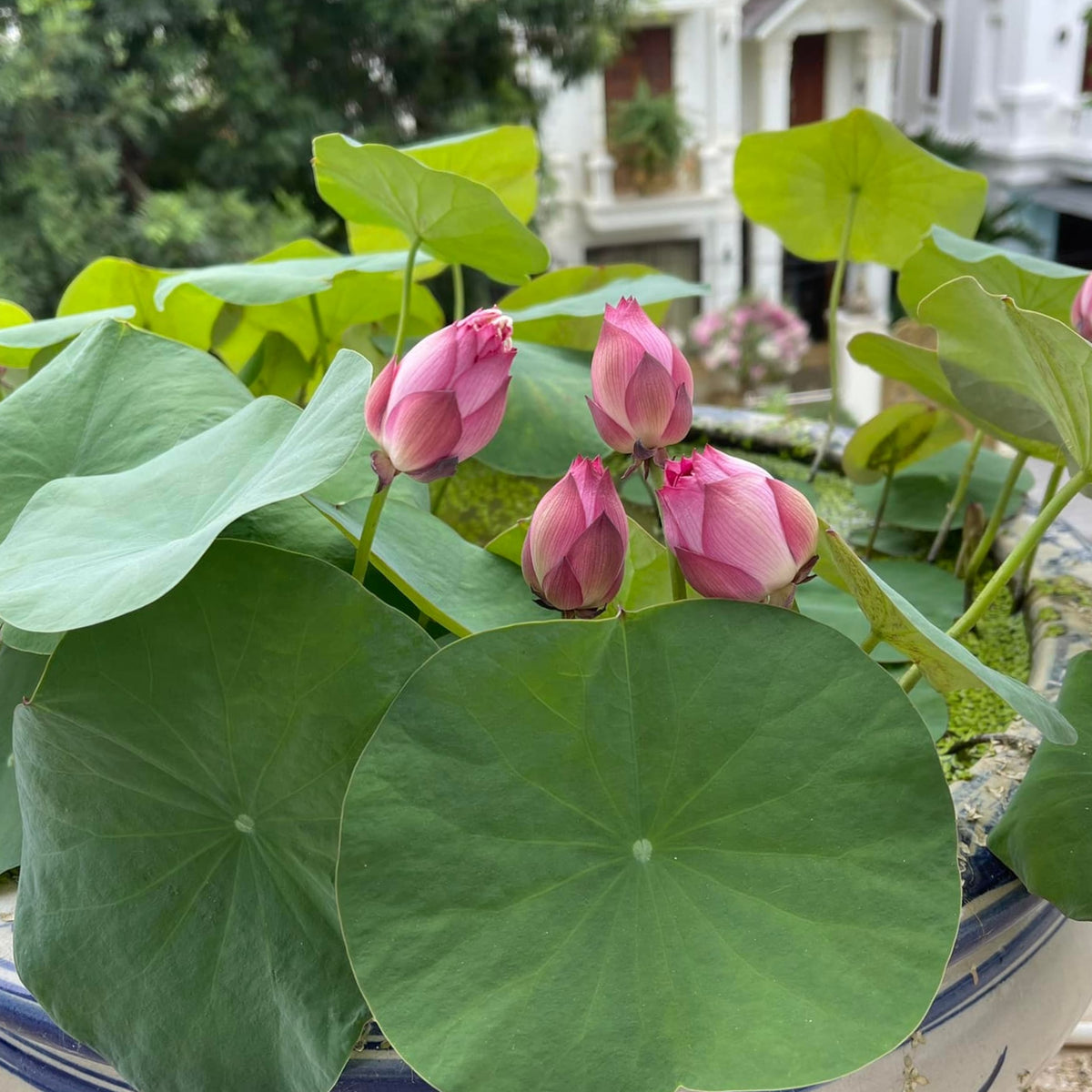 5+ Rare Seeds - Cute Kid Mini Lotus Seeds, Red Lotus