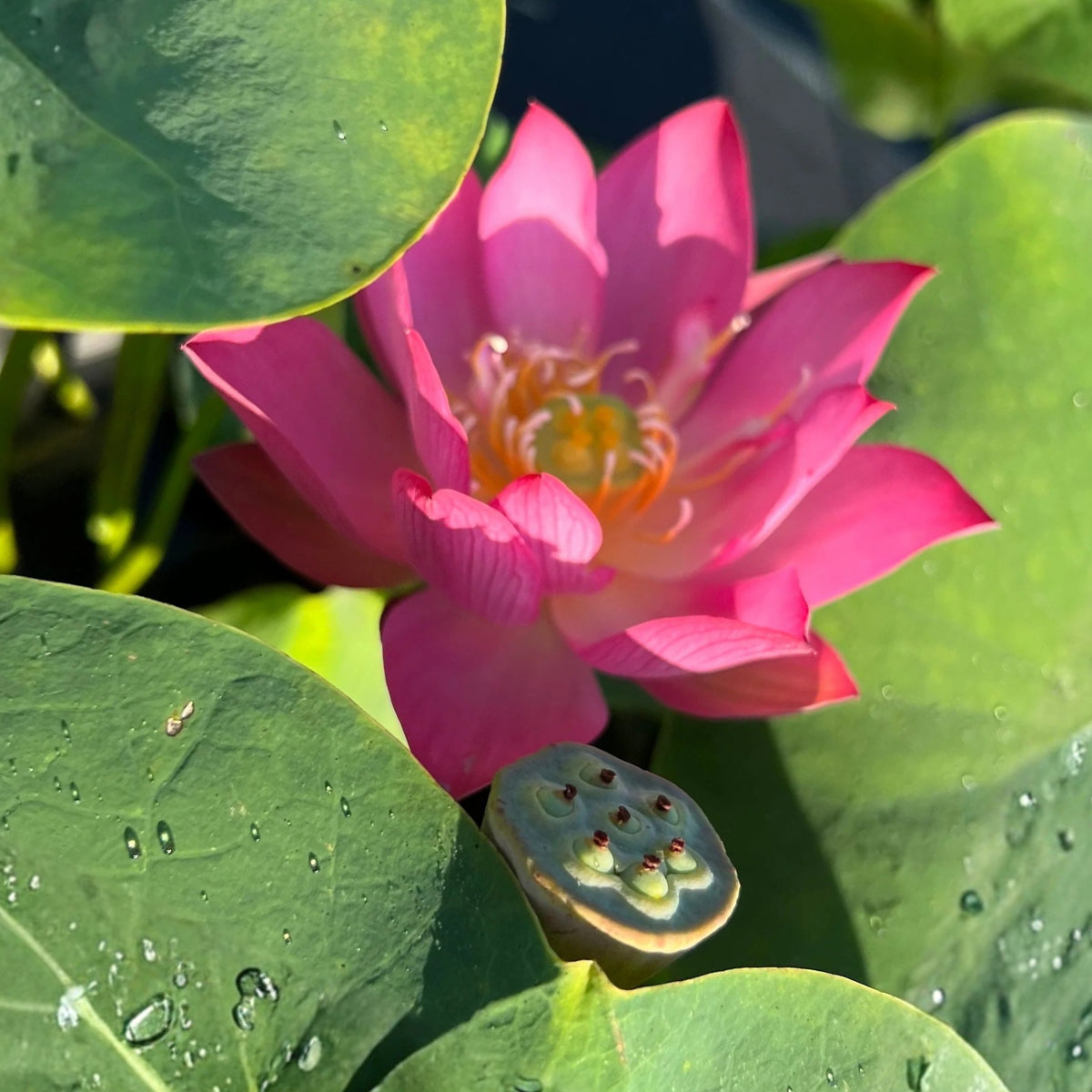5+ Rare Seeds - Cute Kid Mini Lotus Seeds, Red Lotus