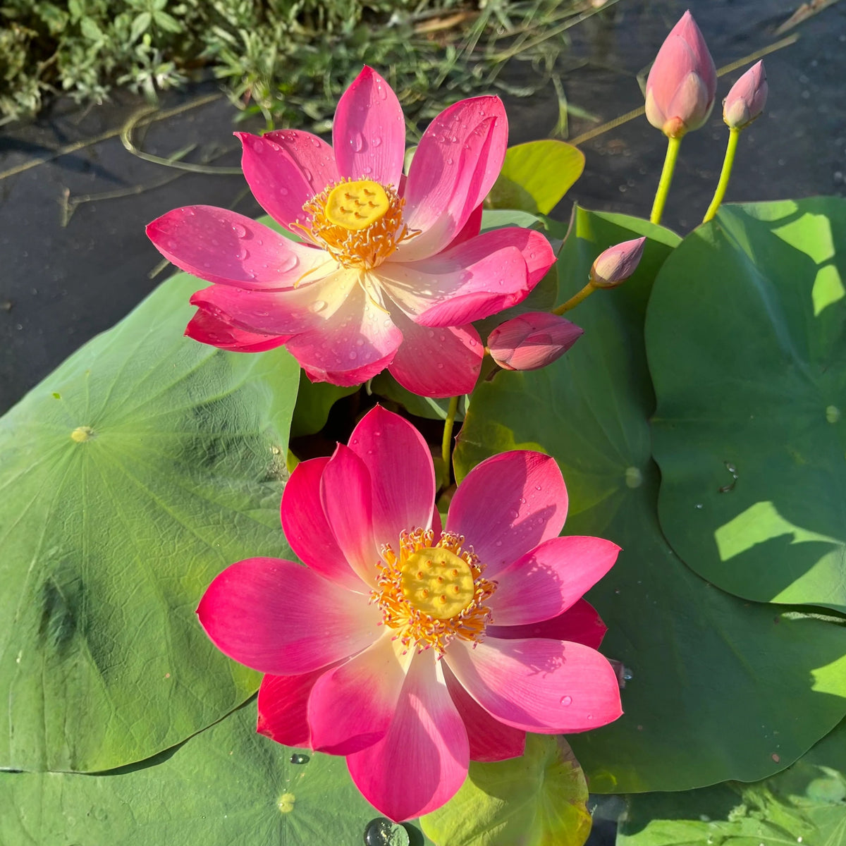 5+ Rare Seeds - Cute Kid Mini Lotus Seeds, Red Lotus