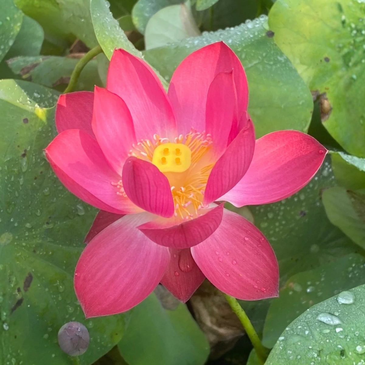 5+ Rare Seeds - Cute Kid Mini Lotus Seeds, Red Lotus