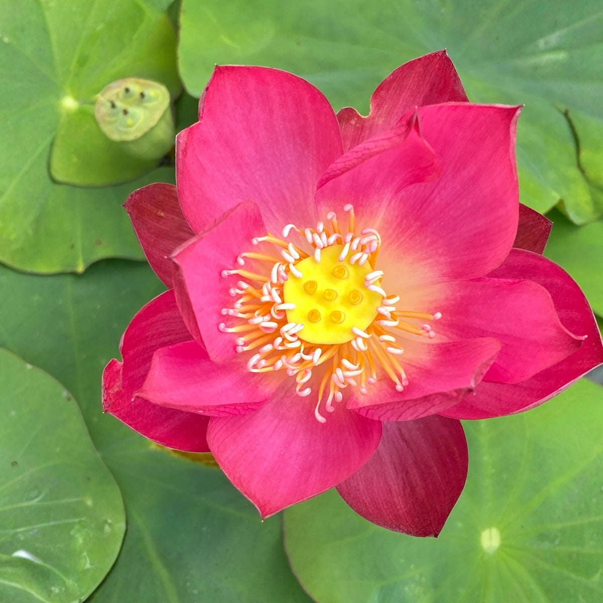 5+ Rare Seeds - Cute Kid Mini Lotus Seeds, Red Lotus