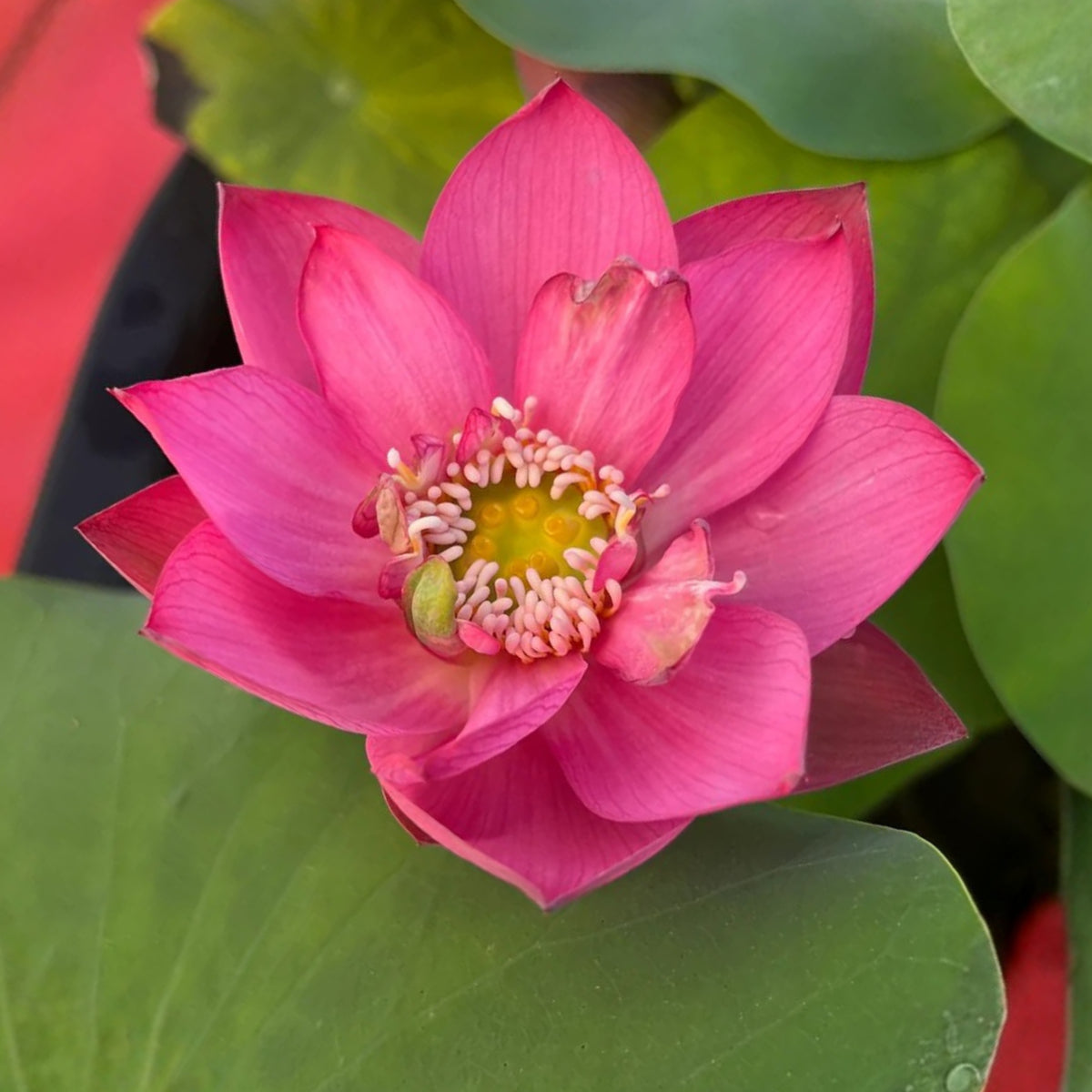 5+ Rare Seeds - Cute Kid Mini Lotus Seeds, Red Lotus