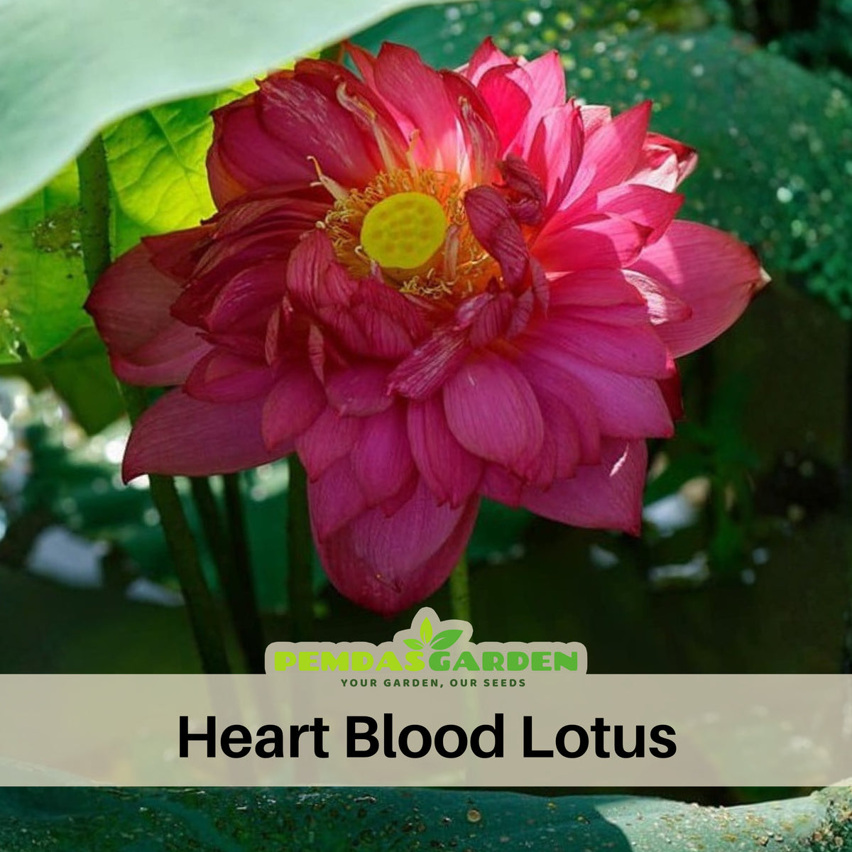 5+ Rare Seeds - Heart Blood Lotus Seeds, Aquatic Perennial Water Plant