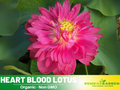 5+ Rare Seeds| Heart Blood Lotus Seeds – Sacred Indian Lotus (Nelumbo nucifera), Aquatic Perennial Water Plant, Fragrant Blooms, Edible Roots & Seeds, Egyptian Lotus, Ornamental Pond & Container Gardening#Q011