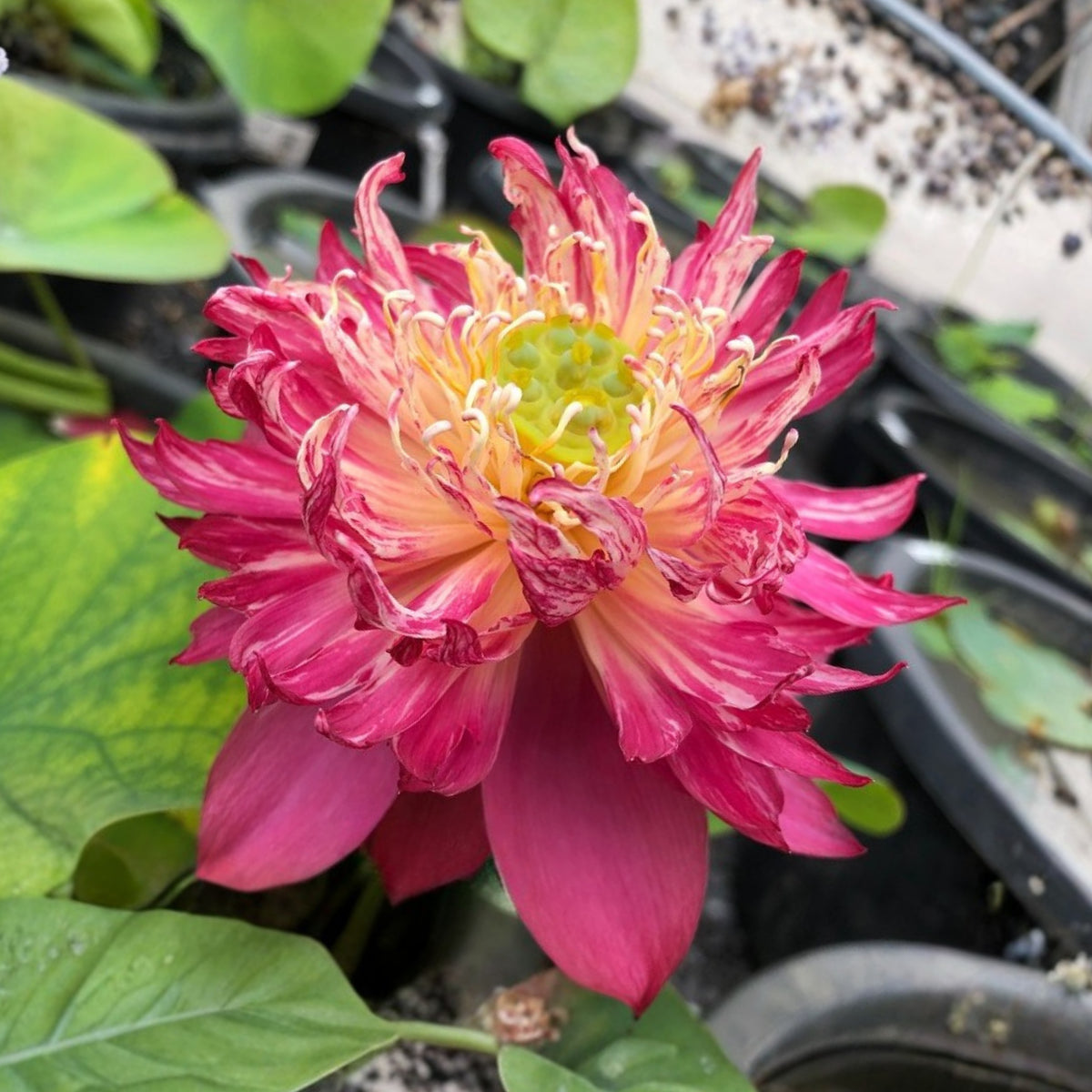 5+ Rare Seeds - Heart Blood Lotus Seeds, Aquatic Perennial Water Plant
