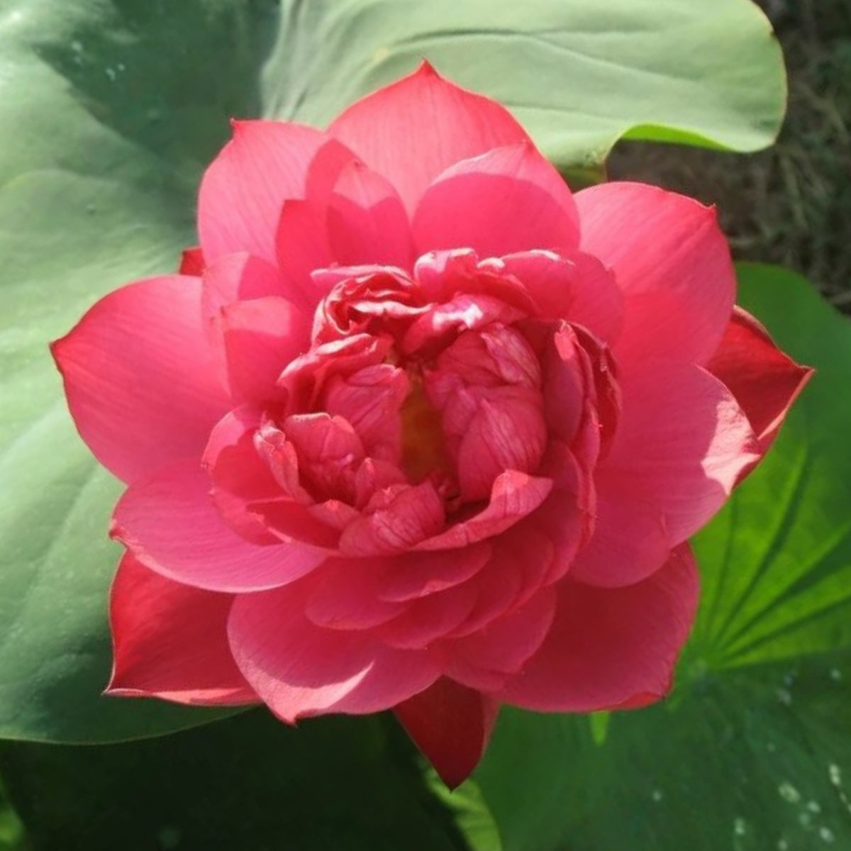 5+ Rare Seeds - Heart Blood Lotus Seeds, Aquatic Perennial Water Plant