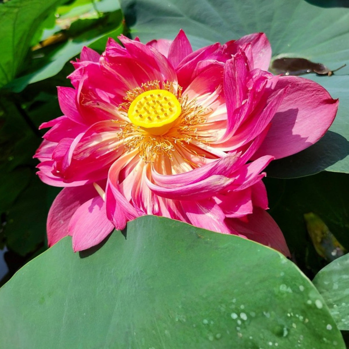 5+ Rare Seeds - Heart Blood Lotus Seeds, Aquatic Perennial Water Plant