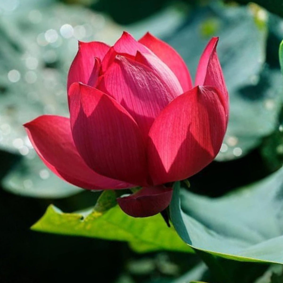 5+ Rare Seeds - Heart Blood Lotus Seeds, Aquatic Perennial Water Plant
