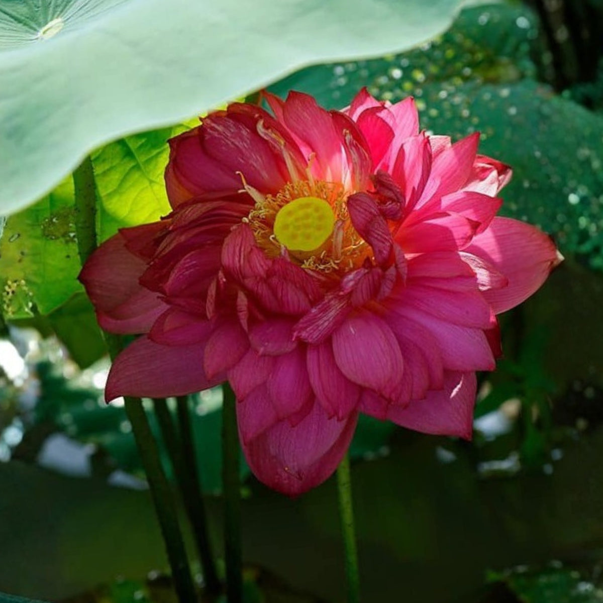 5+ Rare Seeds - Heart Blood Lotus Seeds, Aquatic Perennial Water Plant