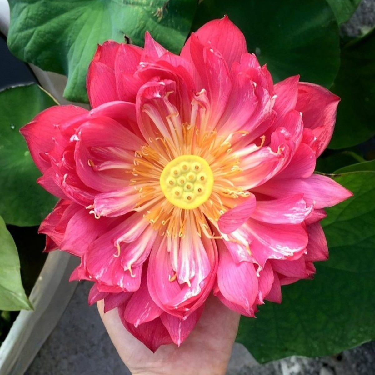 5+ Rare Seeds - Heart Blood Lotus Seeds, Aquatic Perennial Water Plant