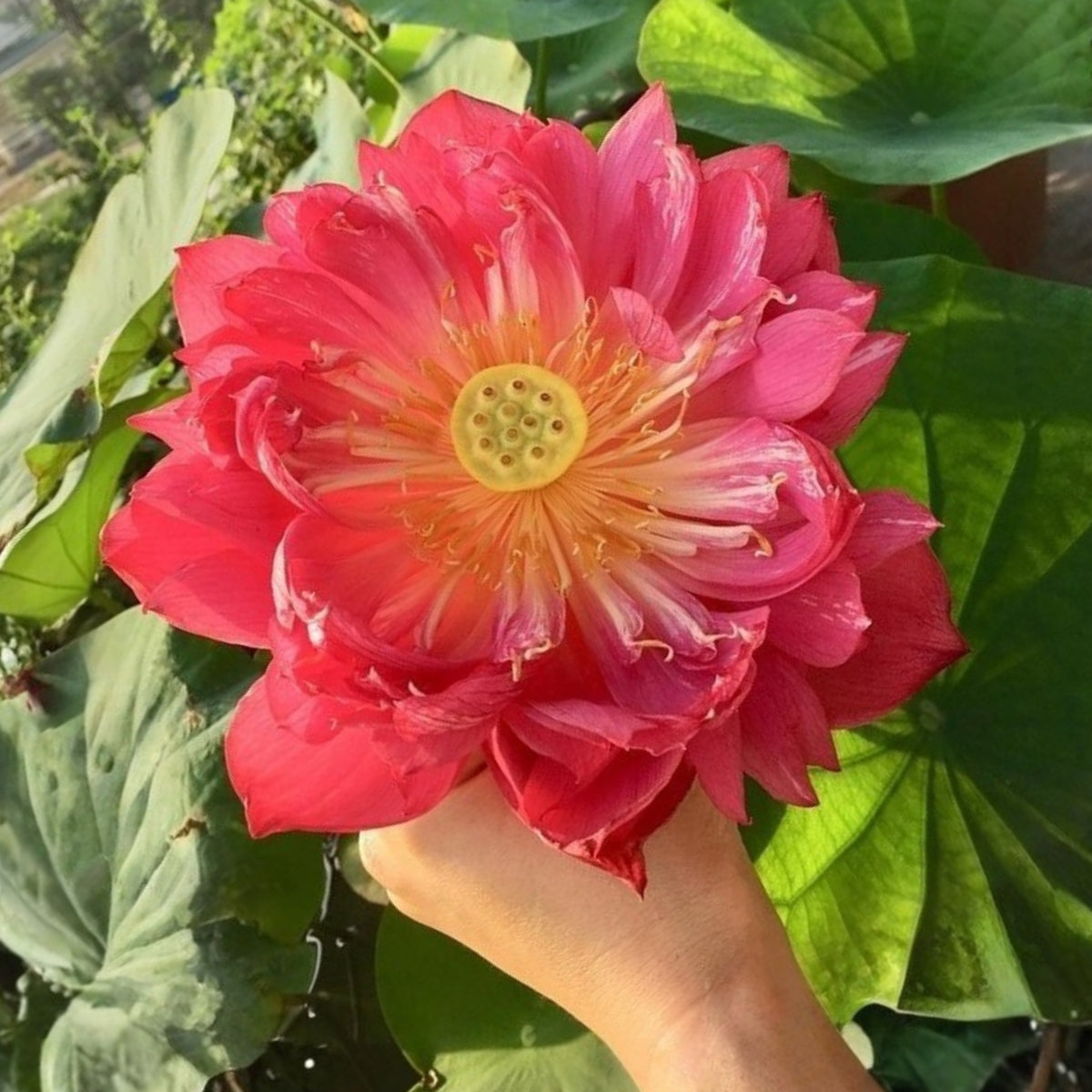 5+ Rare Seeds - Heart Blood Lotus Seeds, Aquatic Perennial Water Plant