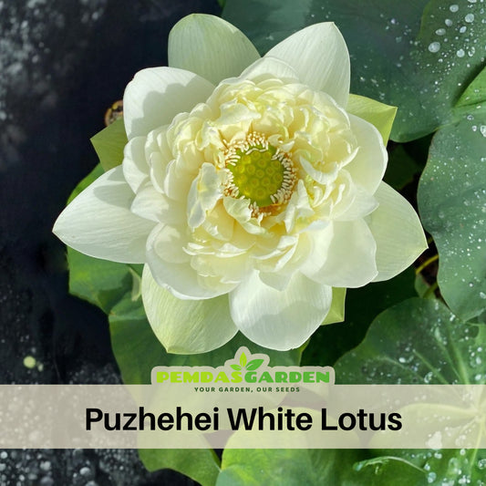 5+ Rare Seeds - Puzhehei White Lotus Seeds, Water Plant Seeds
