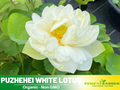 5+ Rare Seeds| Puzhehei White Lotus Seeds - Indian Lotus (Nelumbo nucifera) Seeds - Water Plant Seeds- Bean of India- Egyptian Lotus - Aquatic perennial- Fragrant flowers - Ornamental Pond & Container Plant#Q012