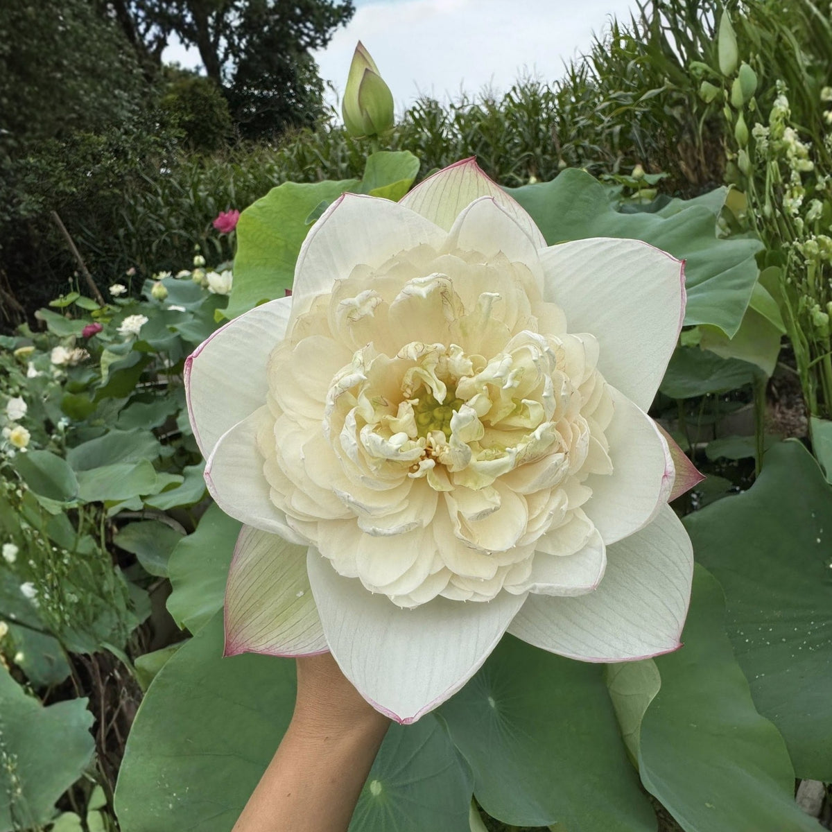 5+ Rare Seeds - Puzhehei White Lotus Seeds, Water Plant Seeds