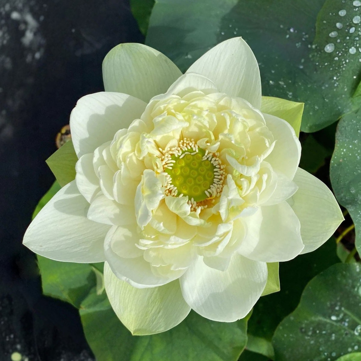 5+ Rare Seeds - Puzhehei White Lotus Seeds, Water Plant Seeds