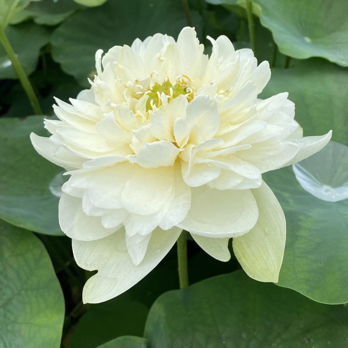 5+ Rare Seeds - Puzhehei White Lotus Seeds, Water Plant Seeds