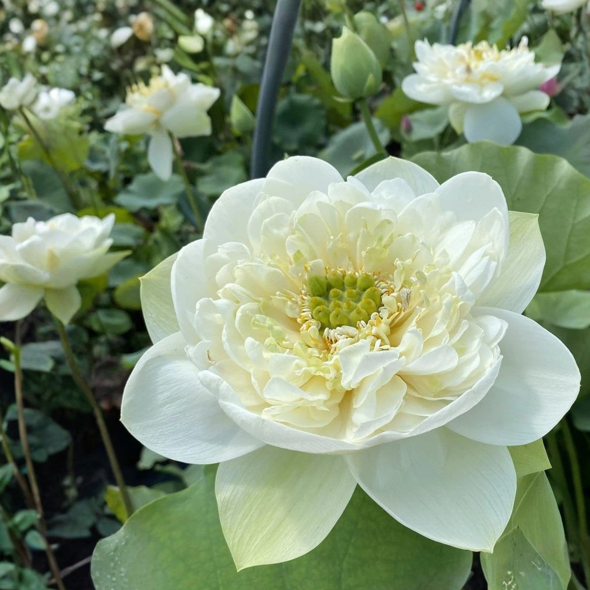 5+ Rare Seeds - Puzhehei White Lotus Seeds, Water Plant Seeds