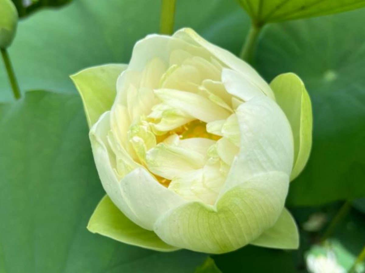 5+ Rare Seeds| Puzhehei White Lotus Seeds - Indian Lotus (Nelumbo nucifera) Seeds #Q012
