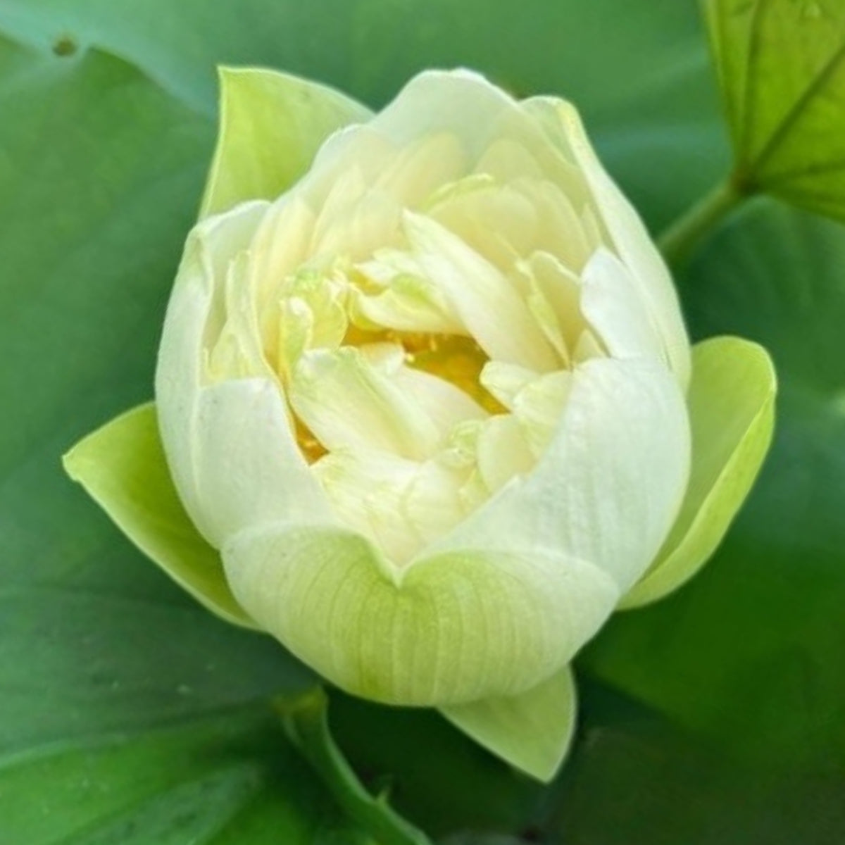 5+ Rare Seeds - Puzhehei White Lotus Seeds, Water Plant Seeds