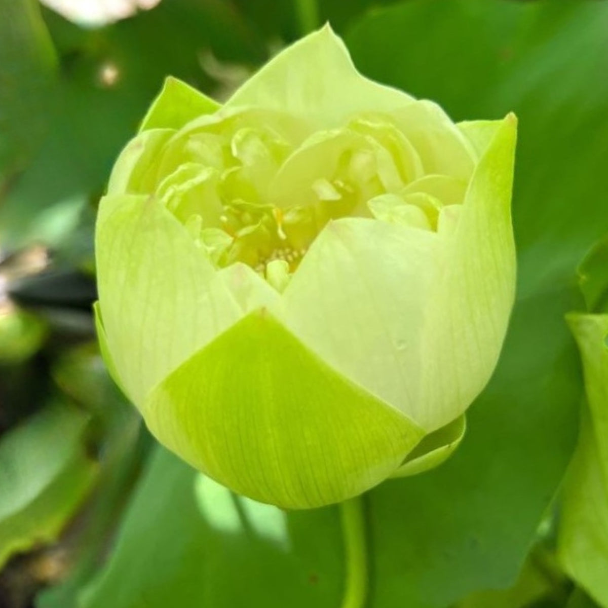 5+ Rare Seeds - Puzhehei White Lotus Seeds, Water Plant Seeds