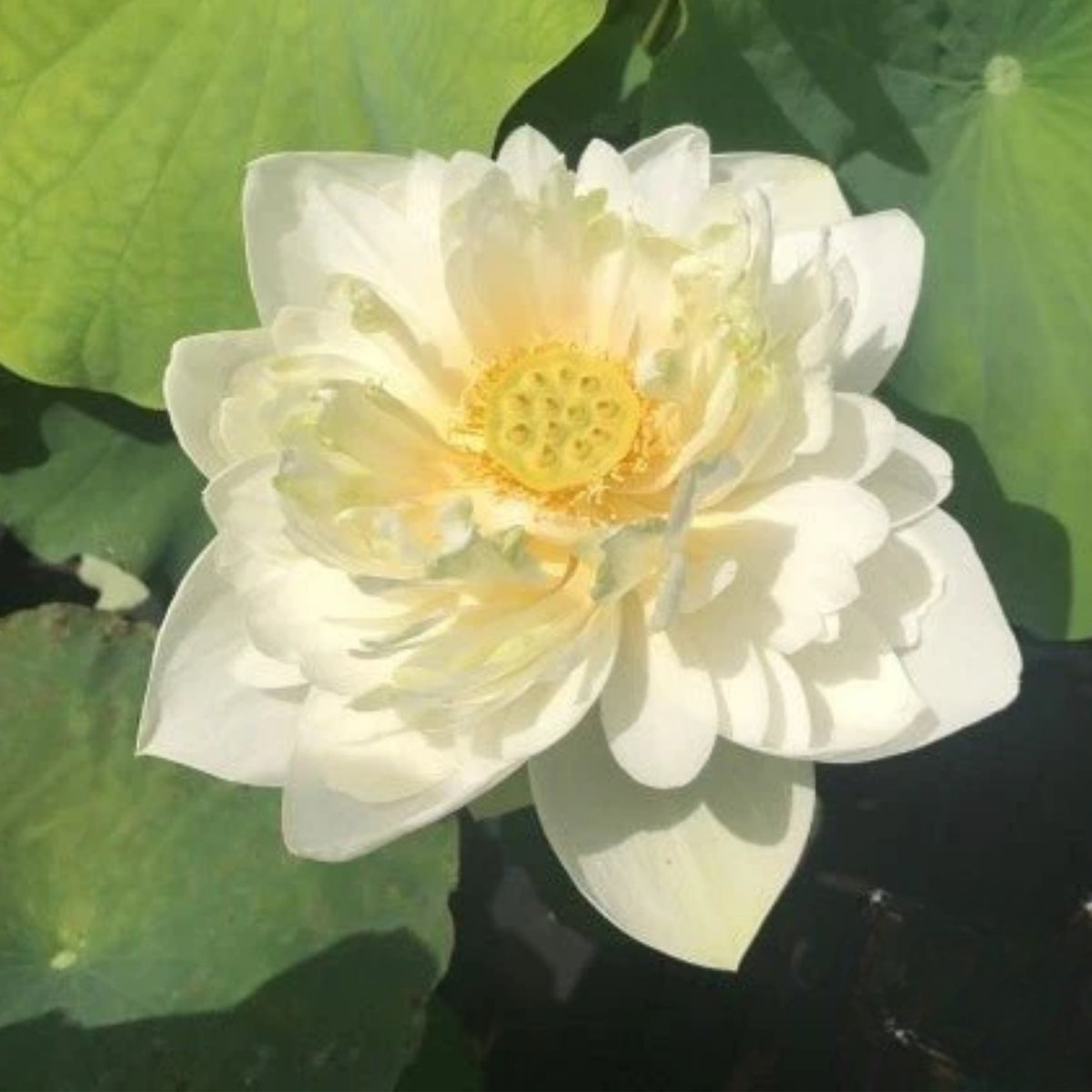 5+ Rare Seeds - Puzhehei White Lotus Seeds, Water Plant Seeds