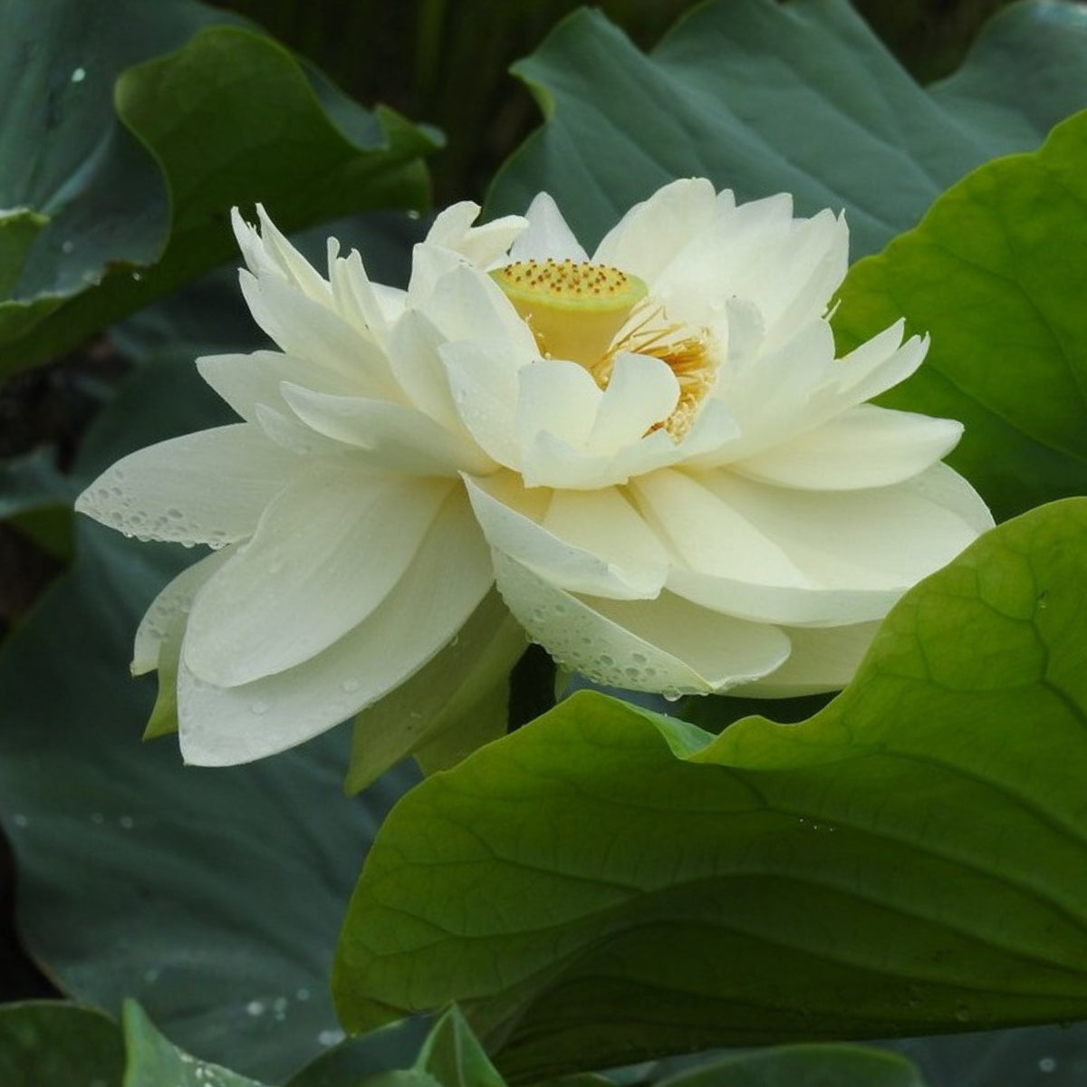 5+ Rare Seeds - Puzhehei White Lotus Seeds, Water Plant Seeds