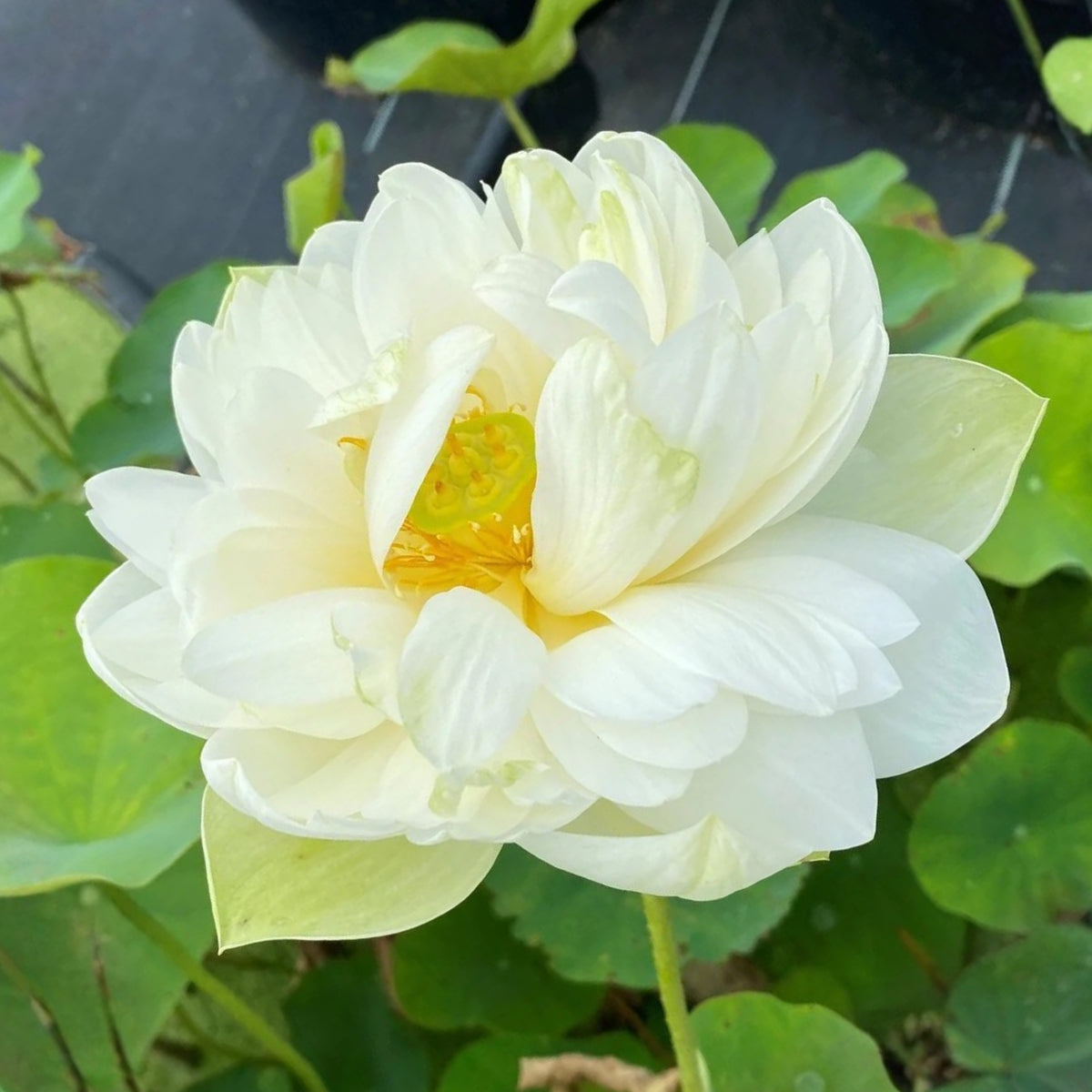 5+ Rare Seeds - Puzhehei White Lotus Seeds, Water Plant Seeds