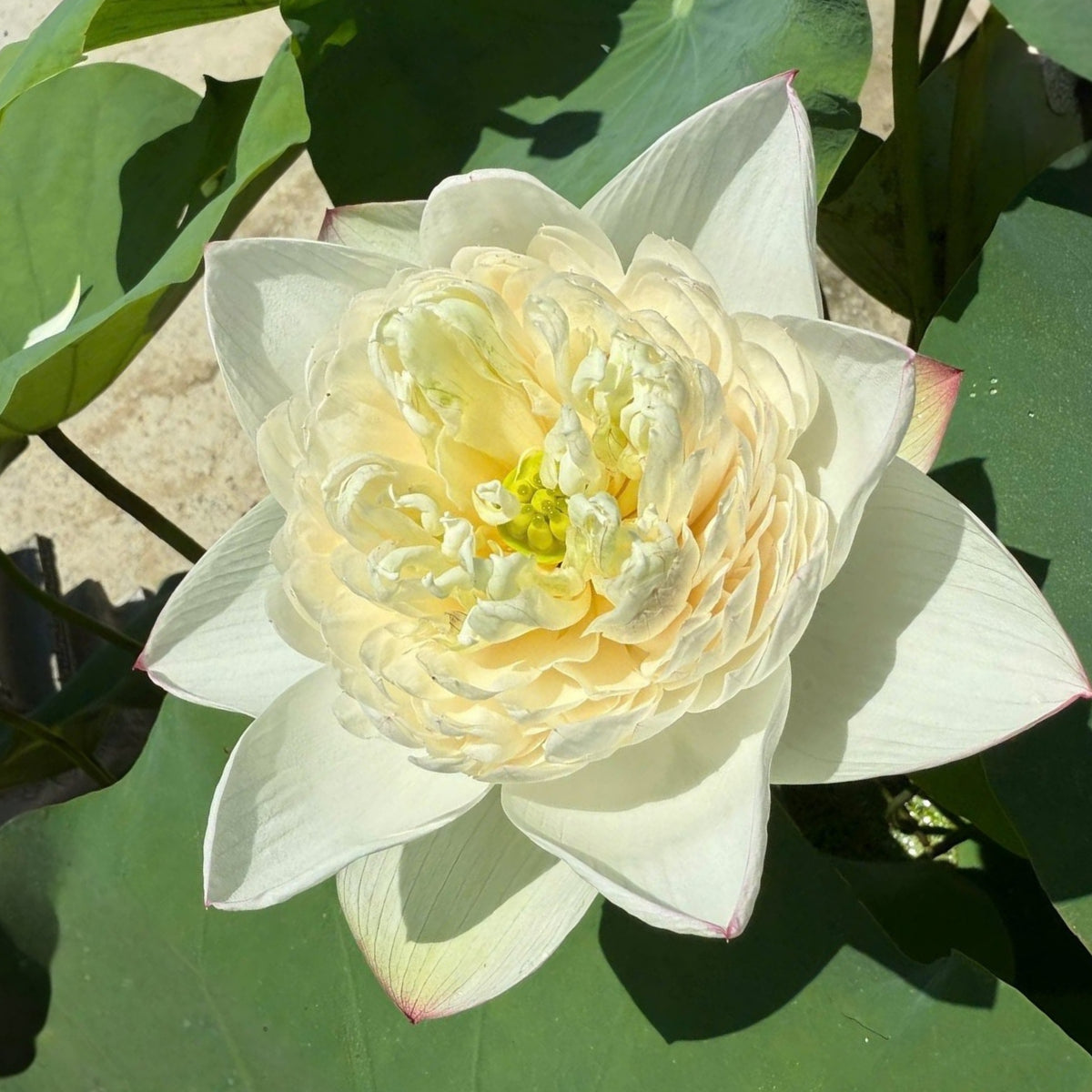 5+ Rare Seeds - Puzhehei White Lotus Seeds, Water Plant Seeds