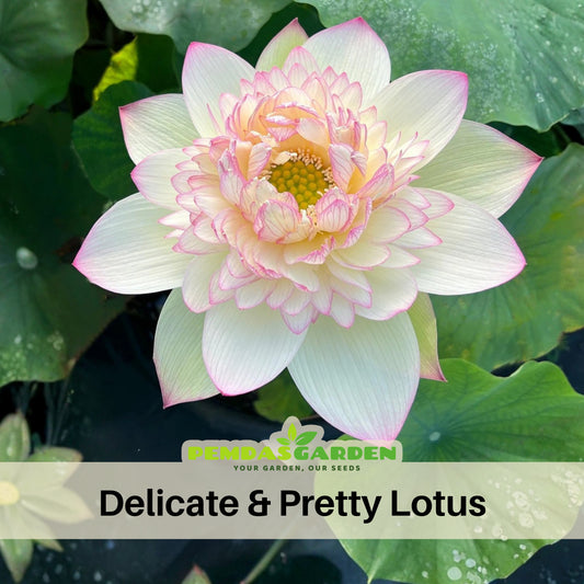 5+ Rare Seeds - Delicate & Pretty Lotus Seeds, Edible Seeds & Roots